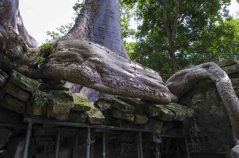 95 - Camboya - Angkor - templo de Ta Prohm